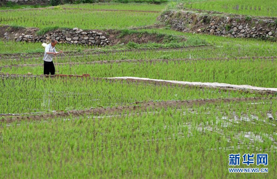 �����Aȫý�^�l�������҂���С������D�Ļ��ӣ���11����ɽ��̎�С��¼ҡ�������eɽ���L���F(xi��n)���桰����ɽ�ӈD��